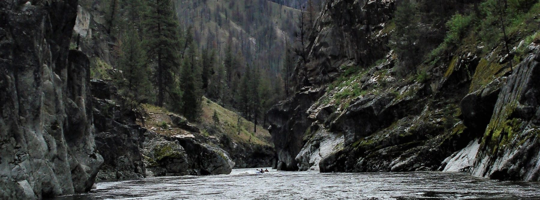 Photo from a raft of calm water on the South Fork of the Salmon river at high water.