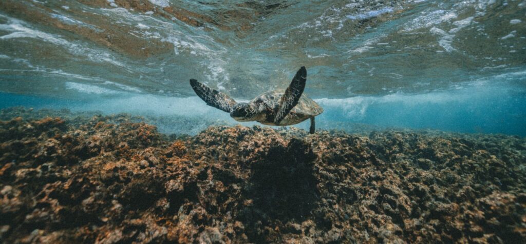 turtle swims over healthy coral